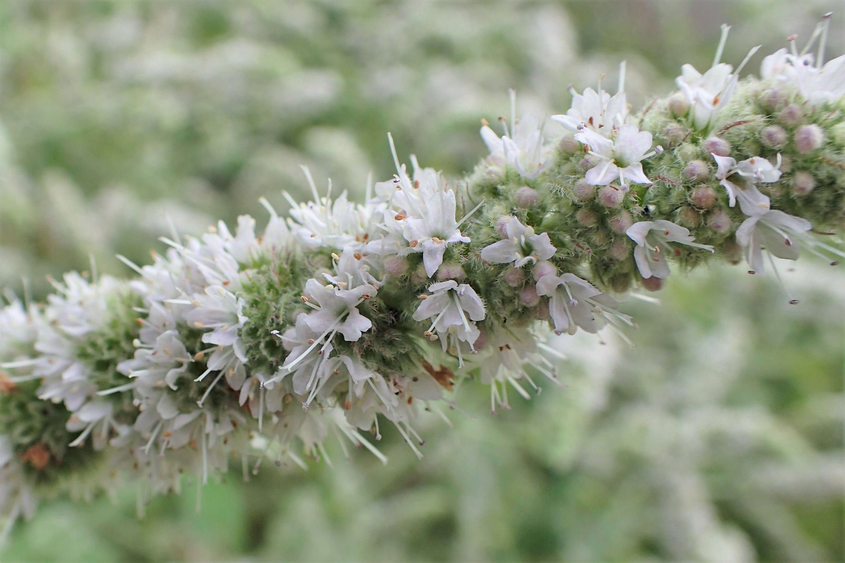 Image of Apple Mint