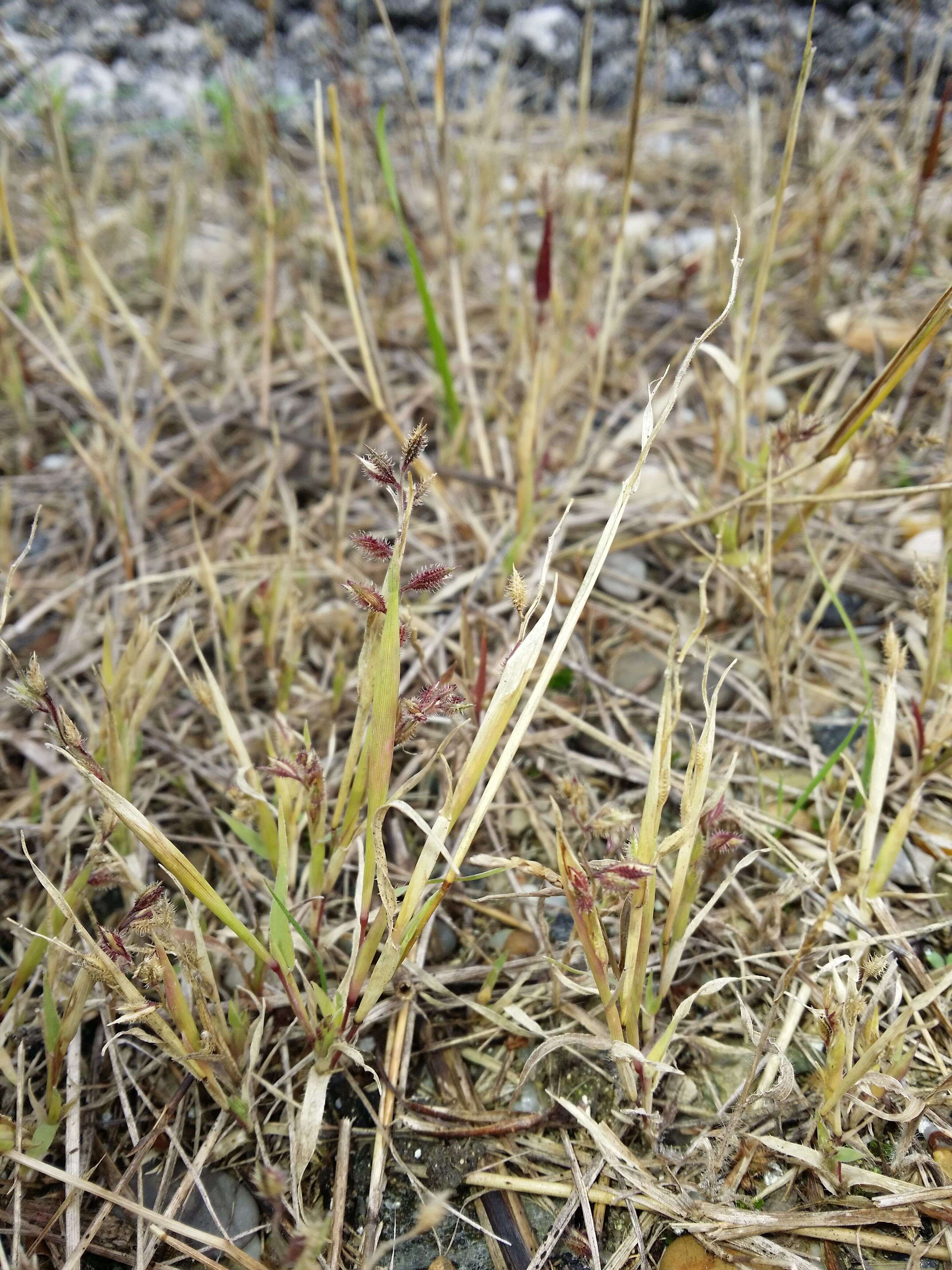 Image of stalked bur grass