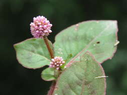 Imagem de Persicaria capitata (Buch.-Ham. ex D. Don) H. Gross