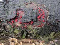 Image of Nectria cinnabarina (Tode) Fr. 1849