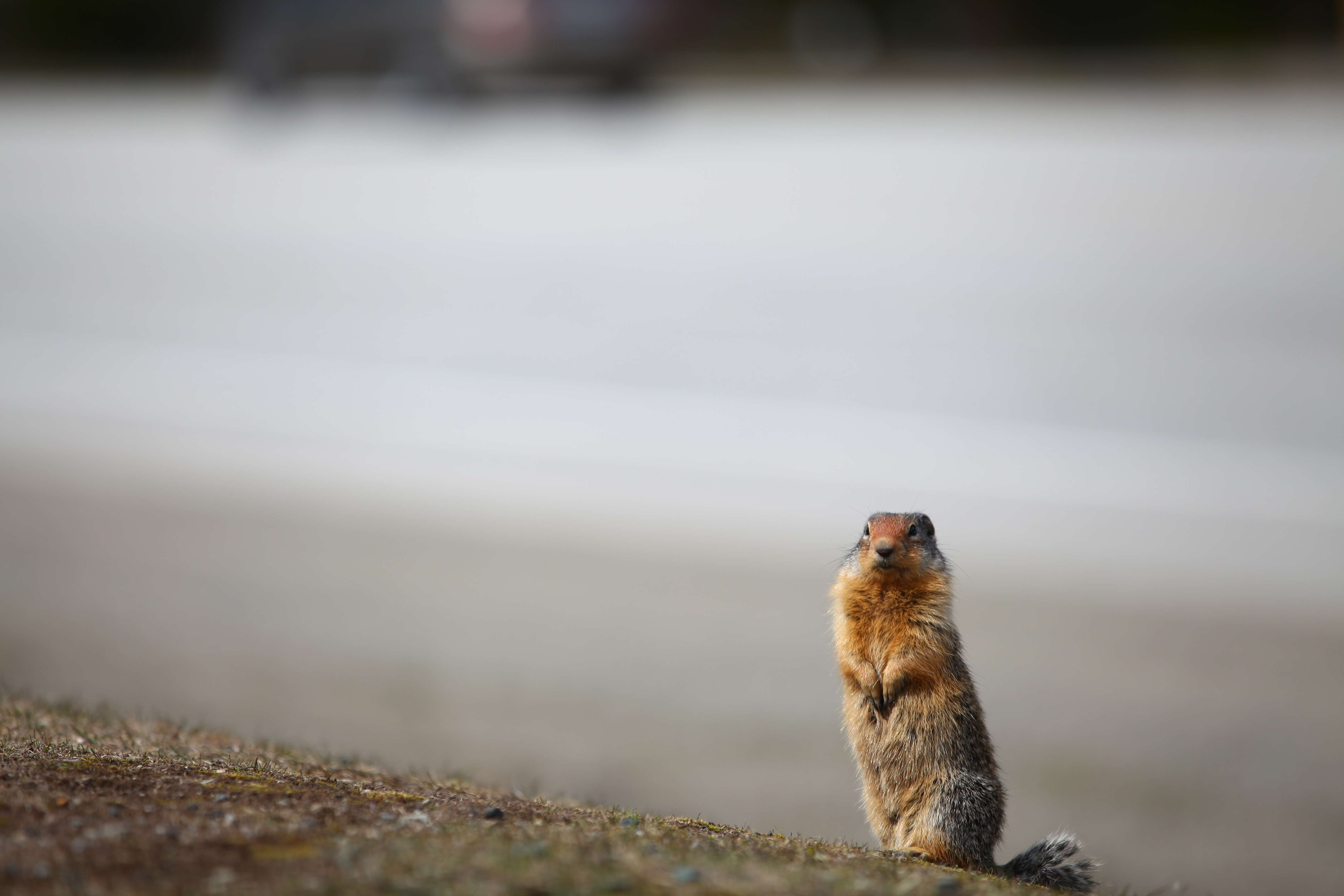 Image of Columbian ground squirrel