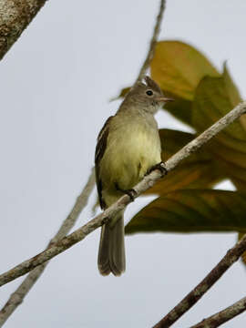 Elaenia flavogaster (Thunberg 1822) resmi