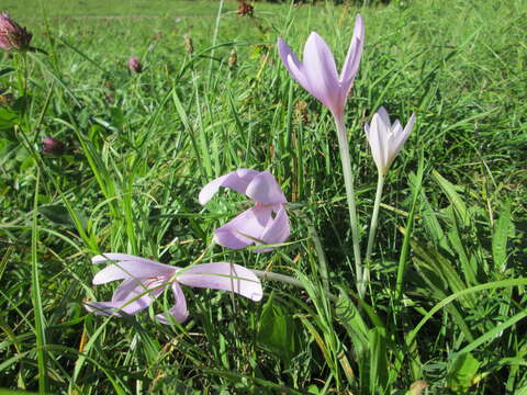 Image of Autumn crocus