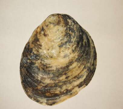 Image of Native oyster