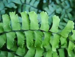 Image of Northern maidenhair fern