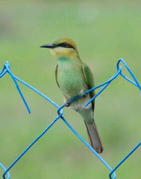 Image of Asian Green Bee-eater