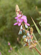 Desmodium intortum (Mill.) Urb. resmi