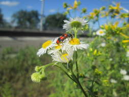 Image of eastern daisy fleabane