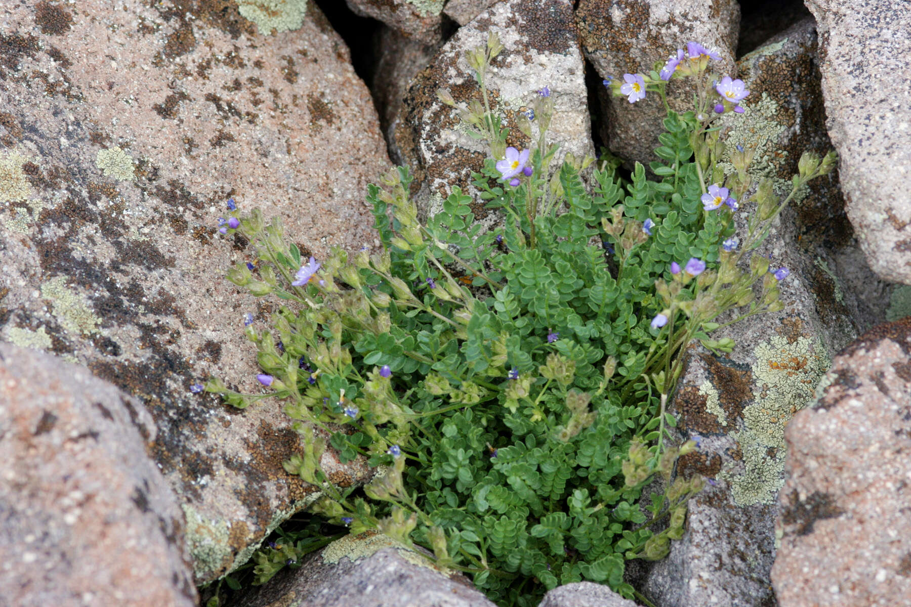 Image of moving polemonium