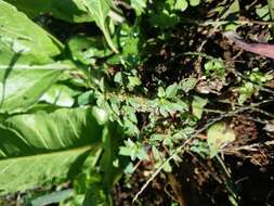 Image of Mediterranean Amaranth