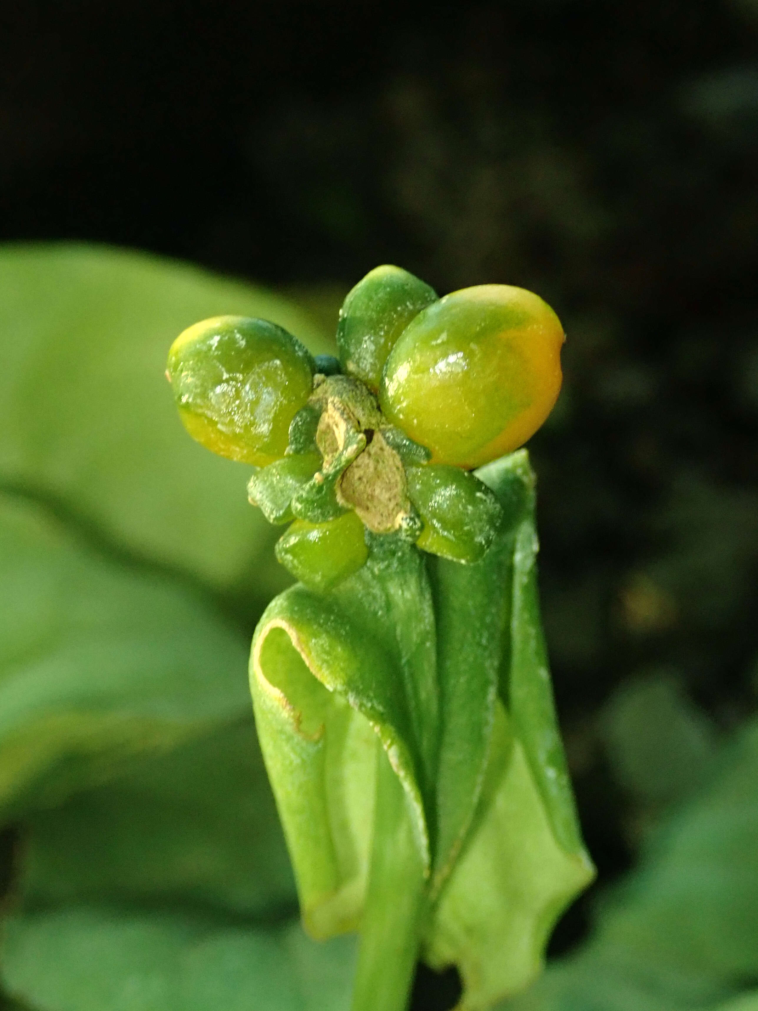 Image of Nephthytis swainei Bogner