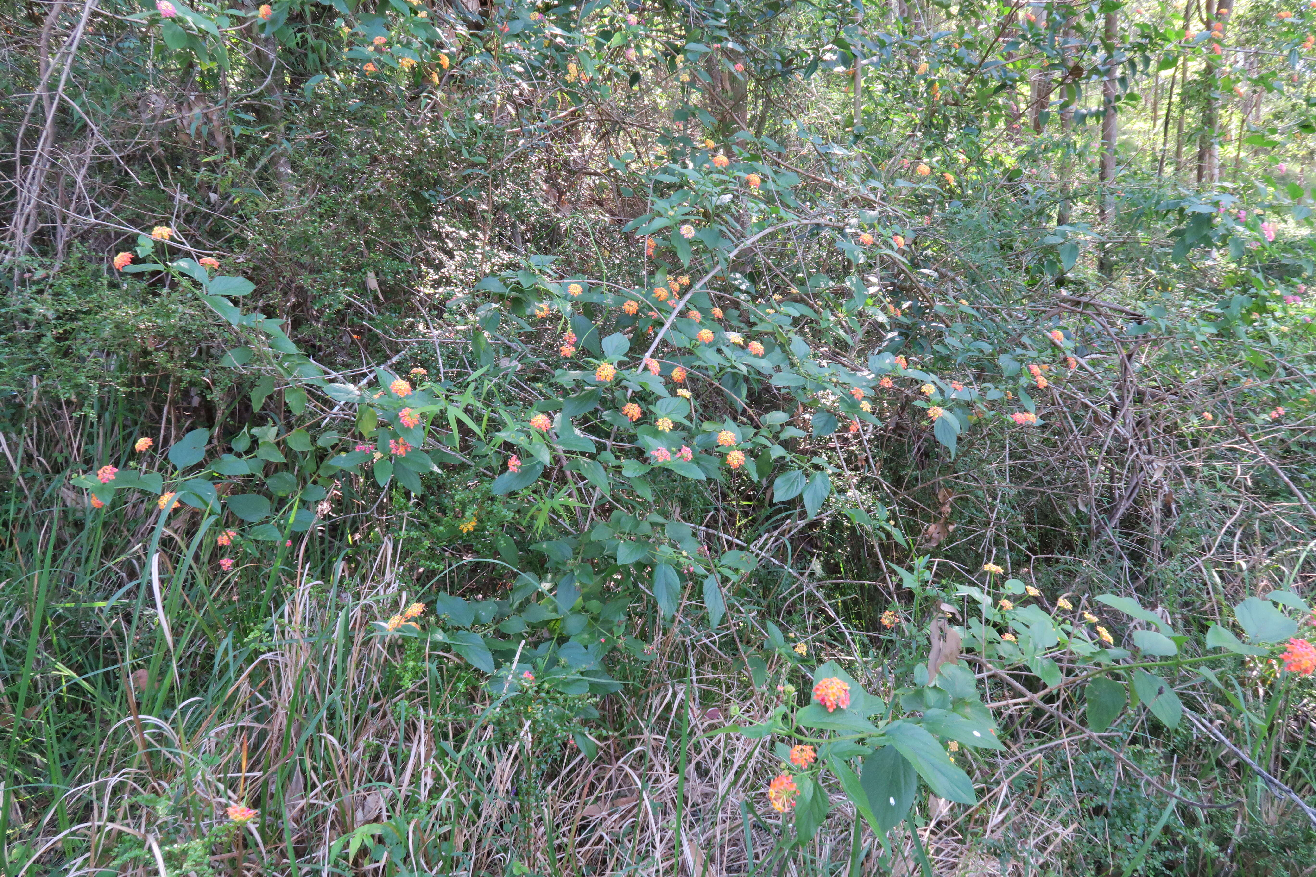 Image of lantana