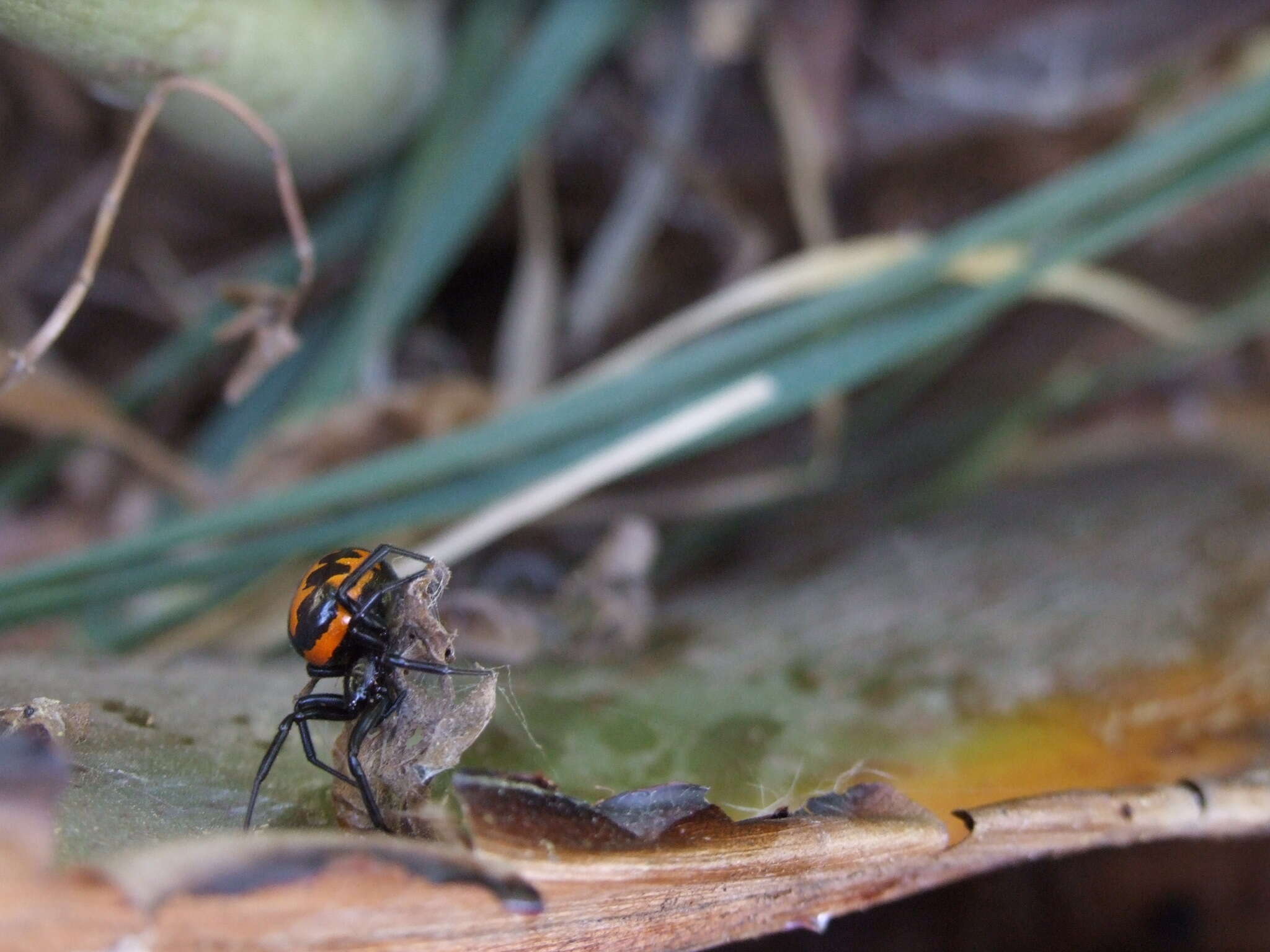 Image of Steatoda paykulliana (Walckenaer 1806)