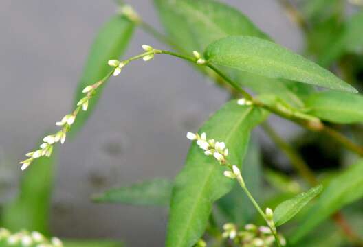 صورة Persicaria mitis (Schrank) Asenov