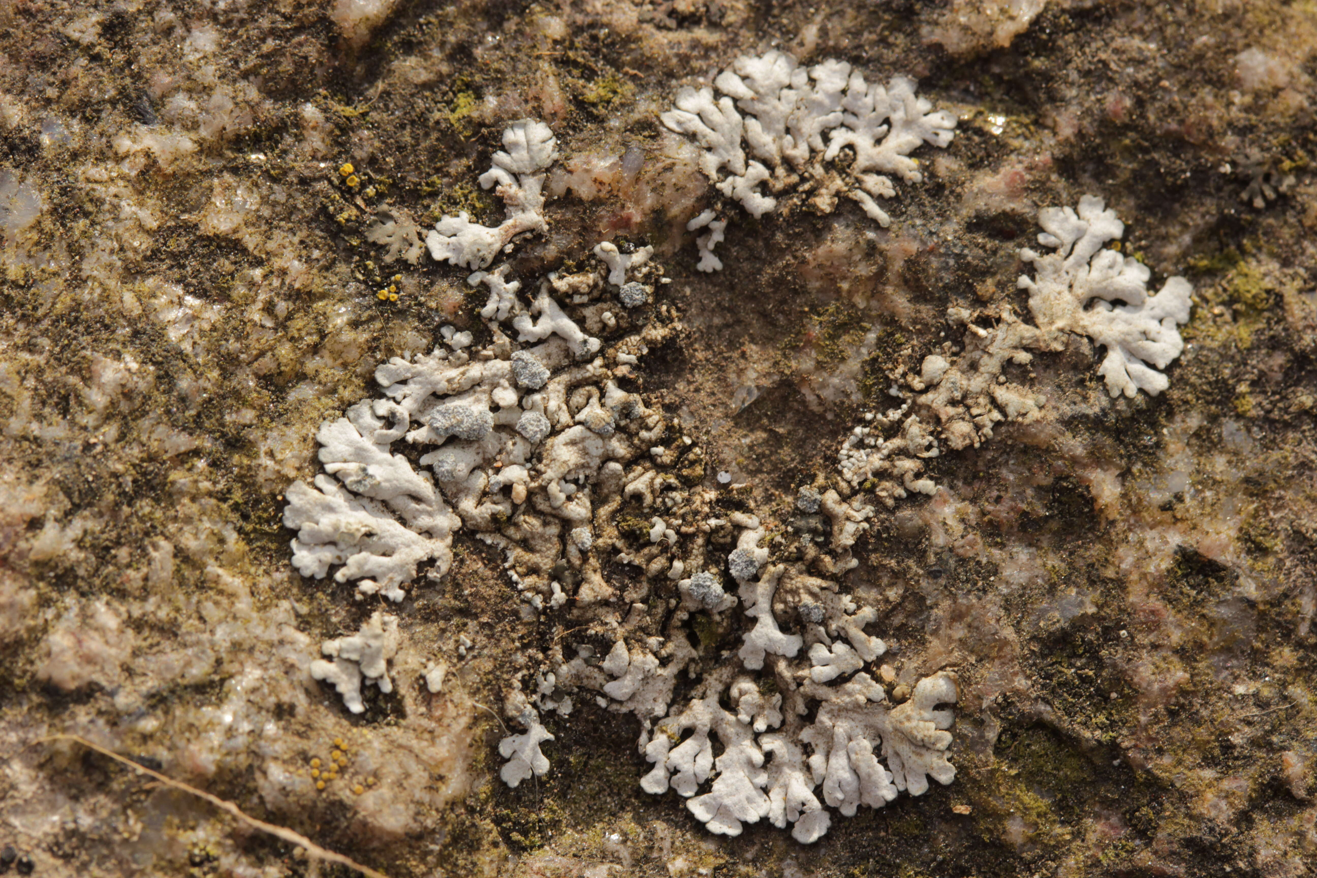 Image of Blue-gray rosette lichen