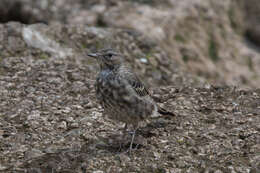 Anthus petrosus (Montagu 1798) resmi