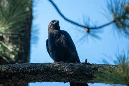 Image of American Crow