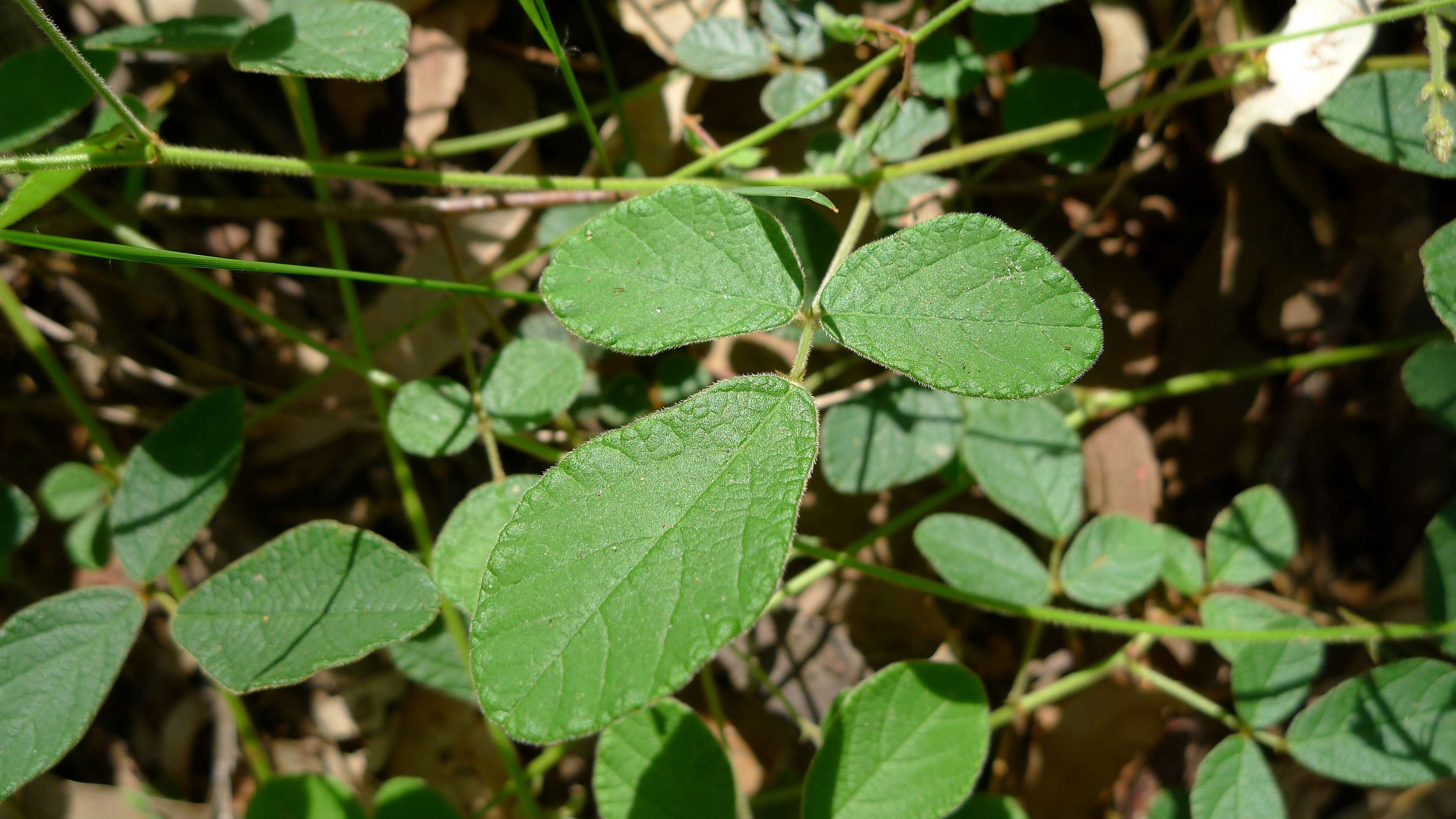 صورة Desmodium rhytidophyllum Benth.