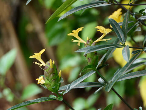 Imagem de Barleria lupulina Lindl.