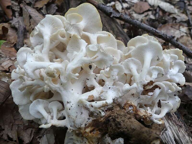 Image of Polyporus umbellatus (Pers.) Fr. 1821