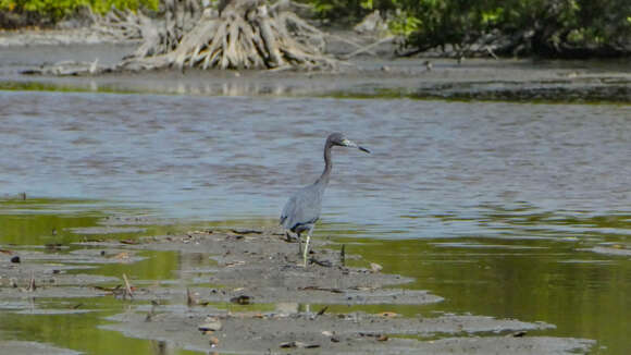 Image of Little Blue Heron