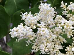 Image of Japanese Tree Lilac