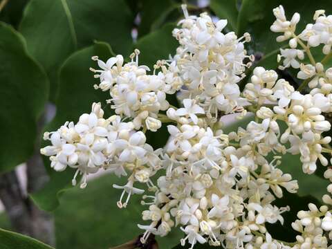 Image of Japanese Tree Lilac