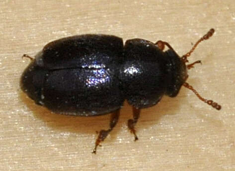 Image of Nettle Pollen Beetle