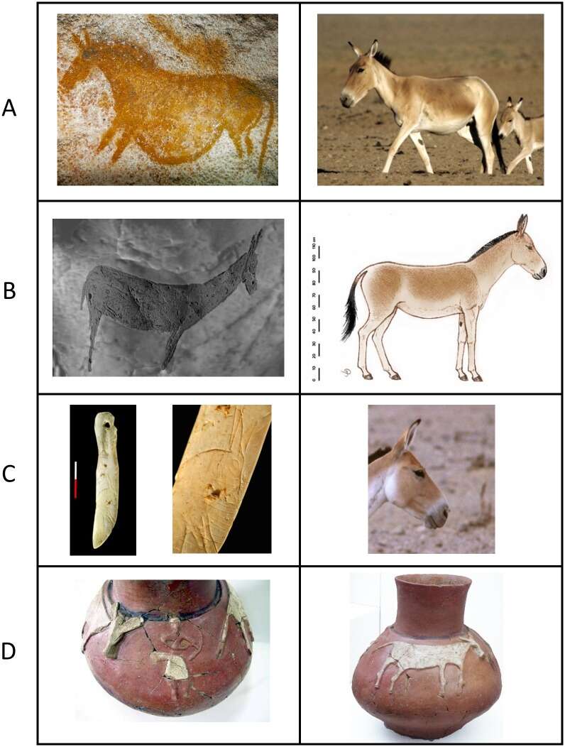 صورة Equus hydruntinus Regalia 1907