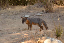 Image de Renard gris insulaire