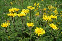 Image of Inula hirta