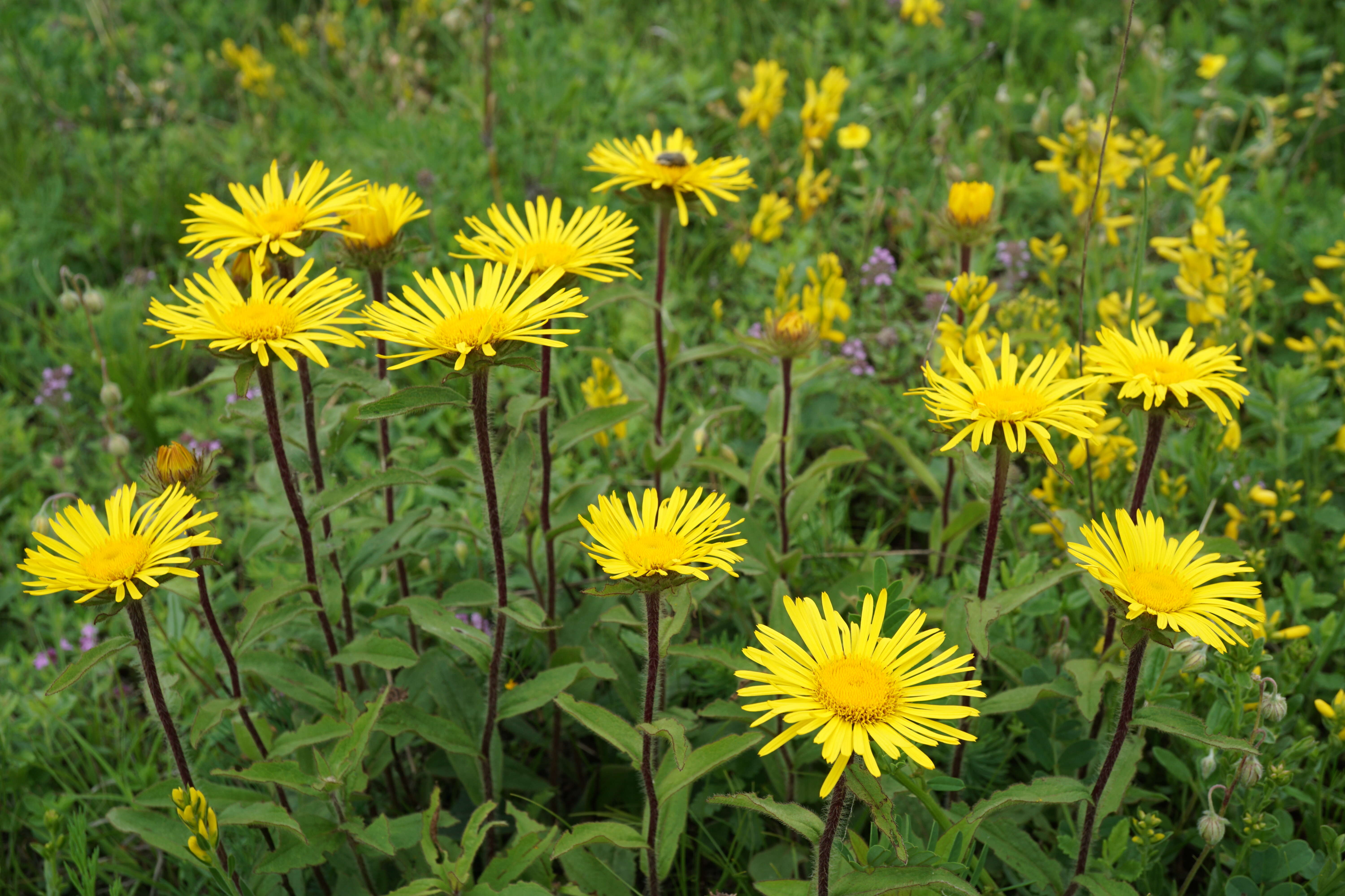 Image of Inula hirta