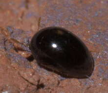 Image of shining flower beetles