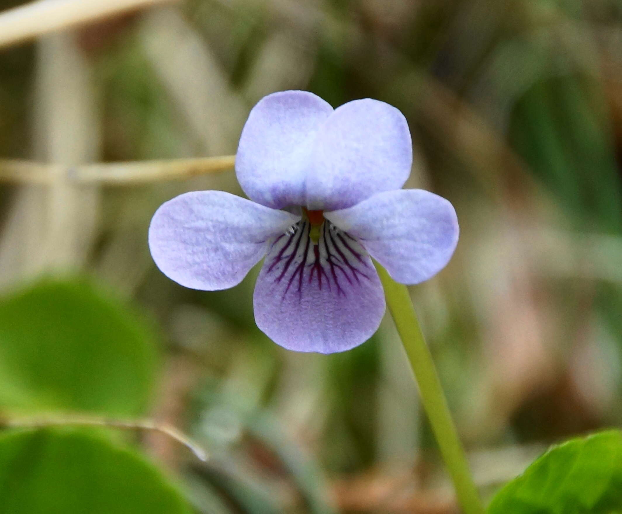 Image of marsh violet