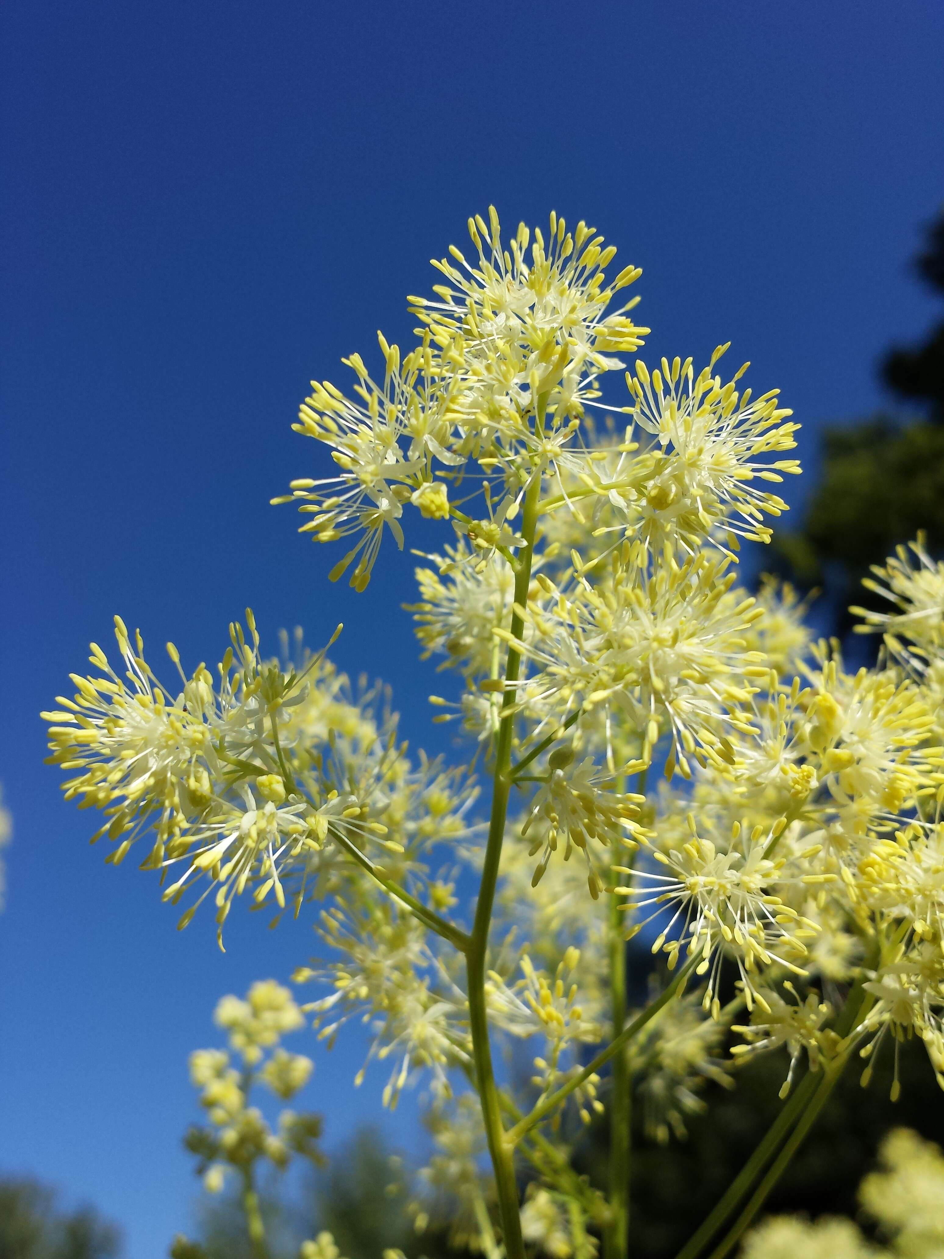 Image de Thalictrum lucidum L.