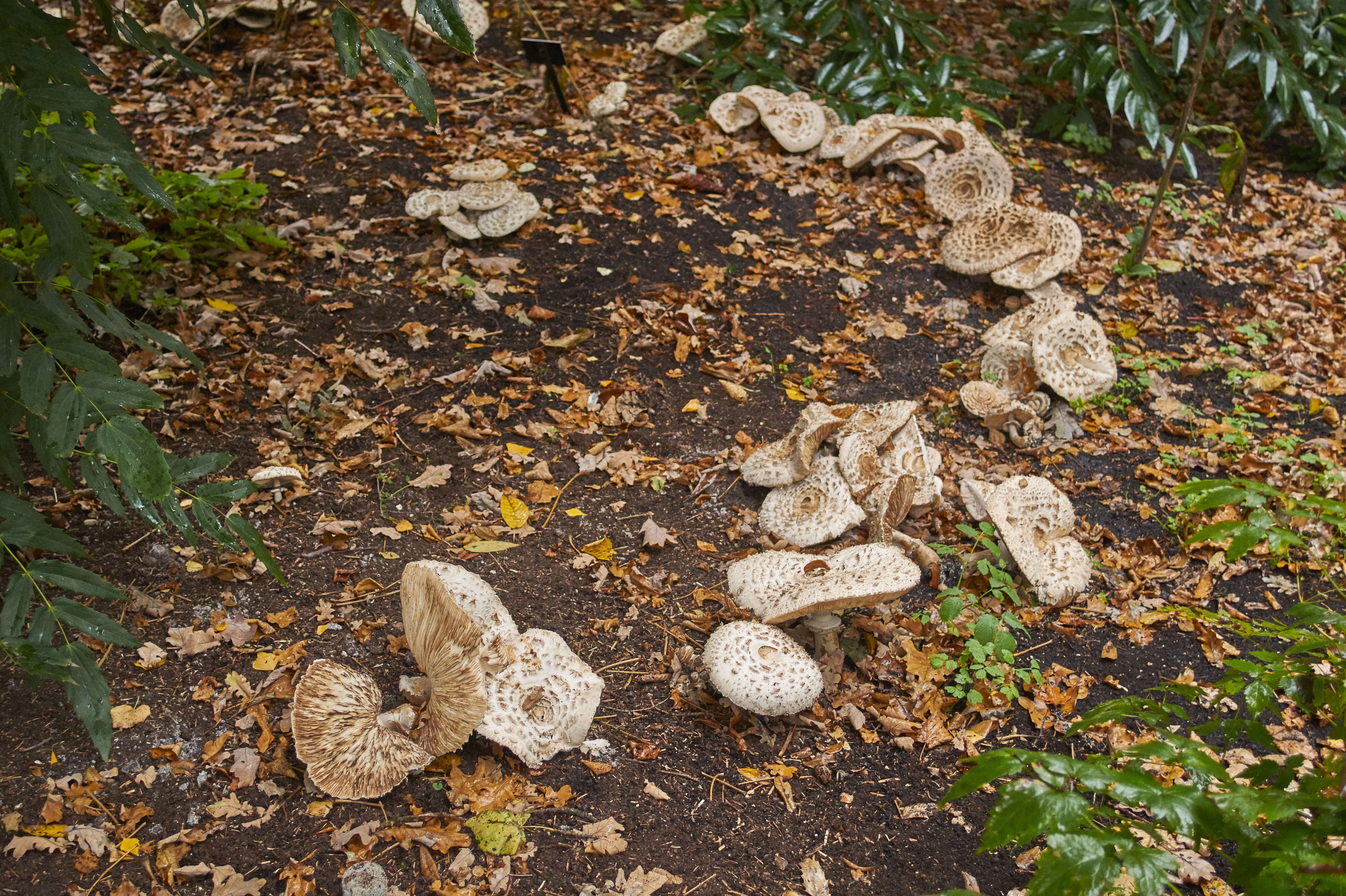 Plancia ëd Chlorophyllum rhacodes