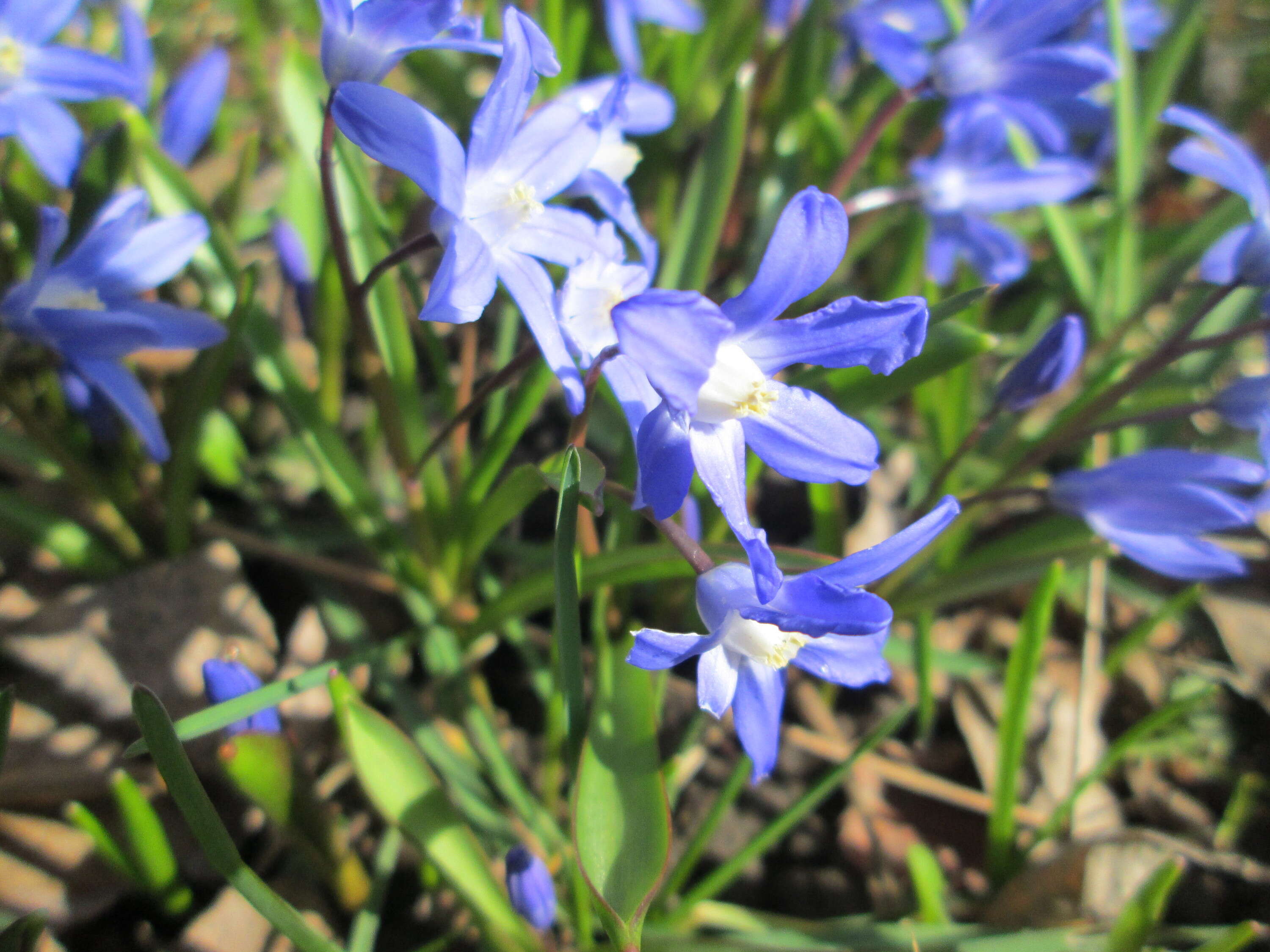 Image de Scilla luciliae (Boiss.) Speta