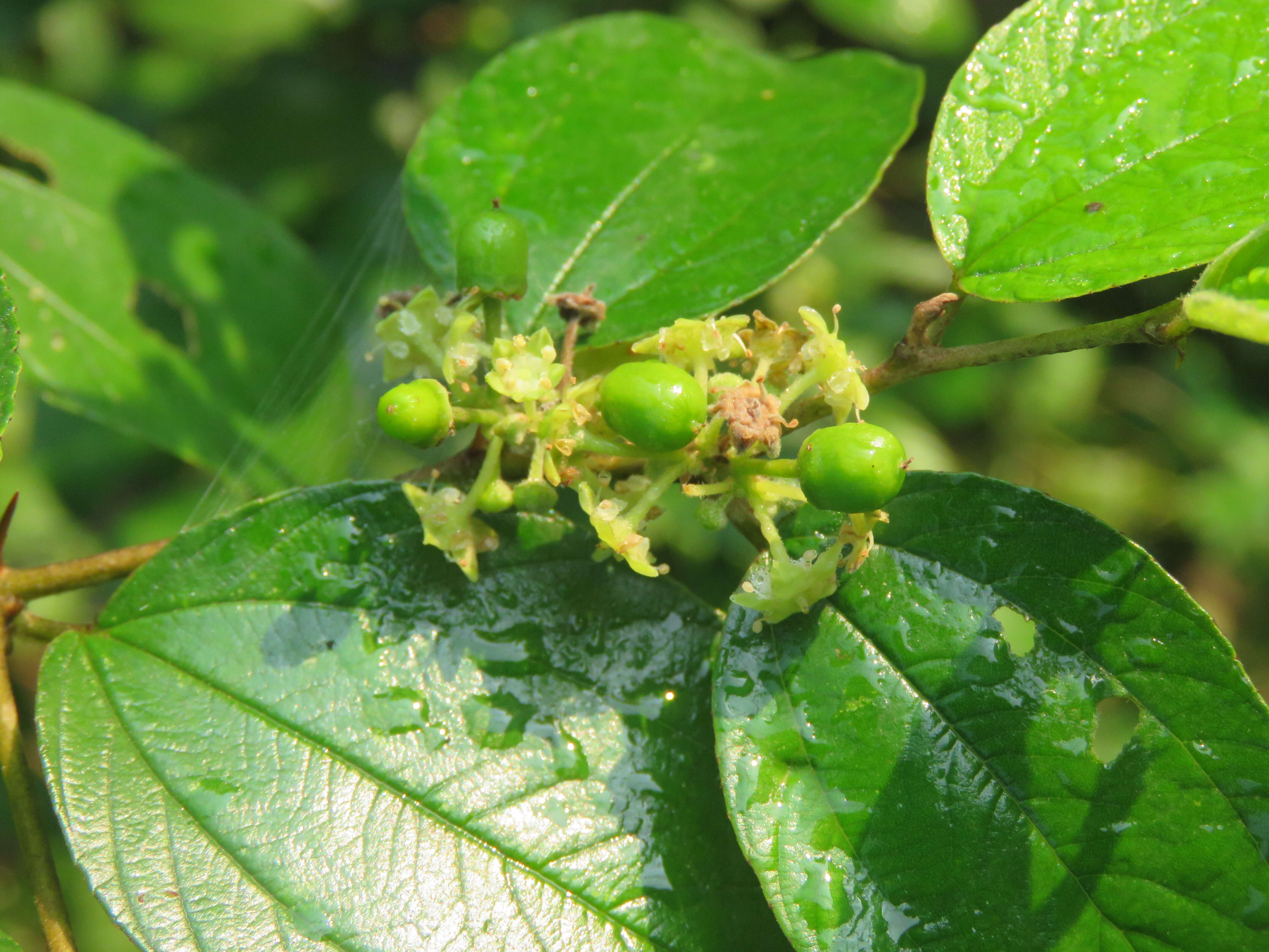 Image of Indian Jujube