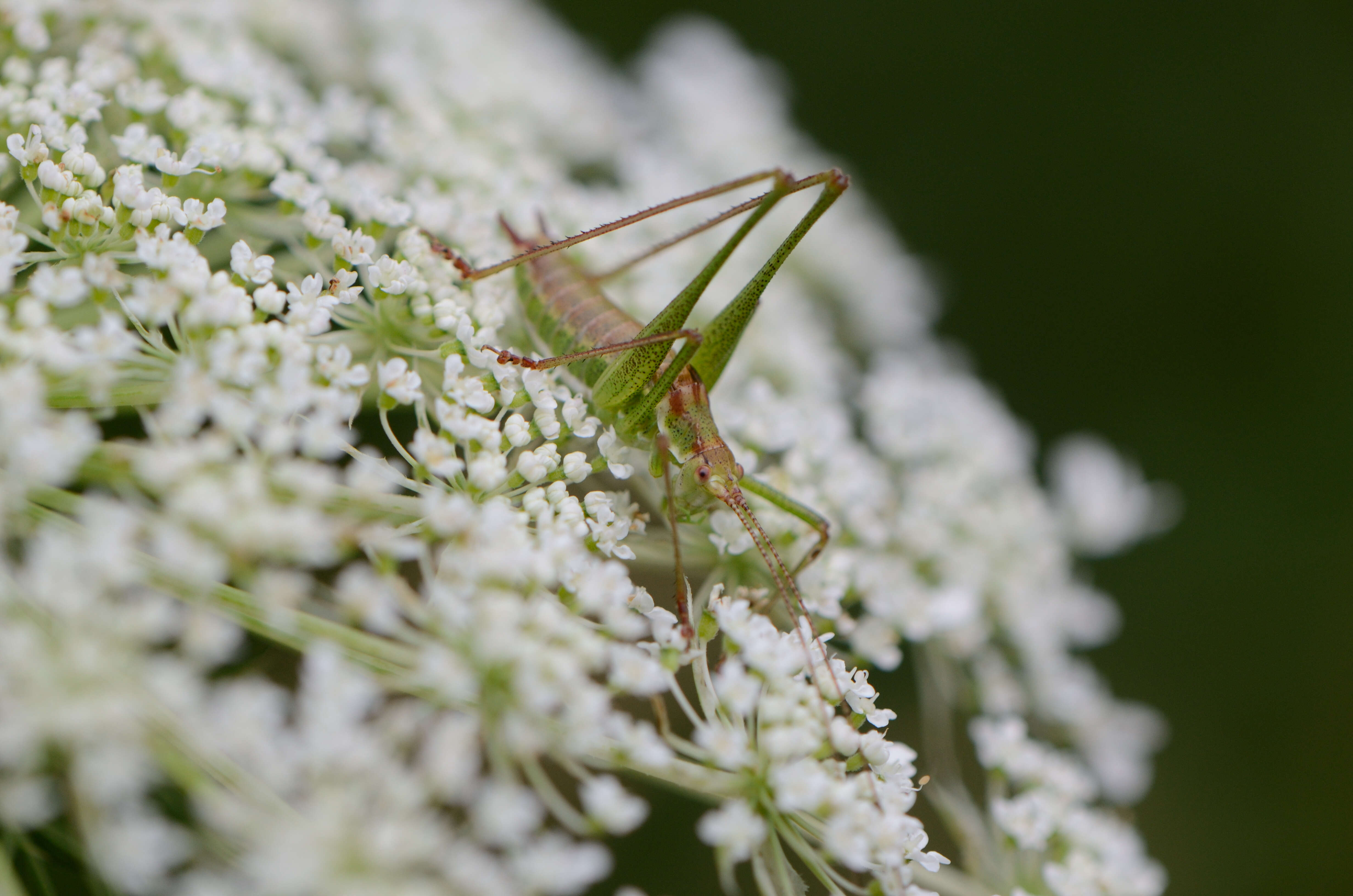 Image of striped bush-cricket