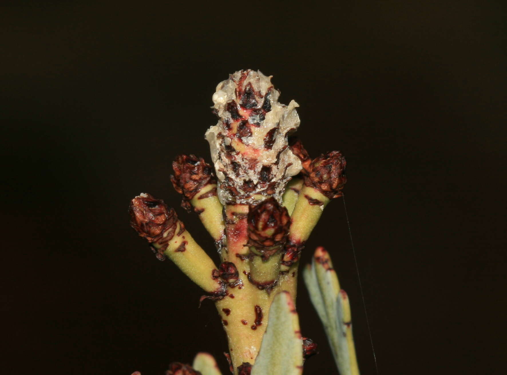 Image of Phyllocladus trichomanoides var. alpinus (Hook. fil.) Parl.