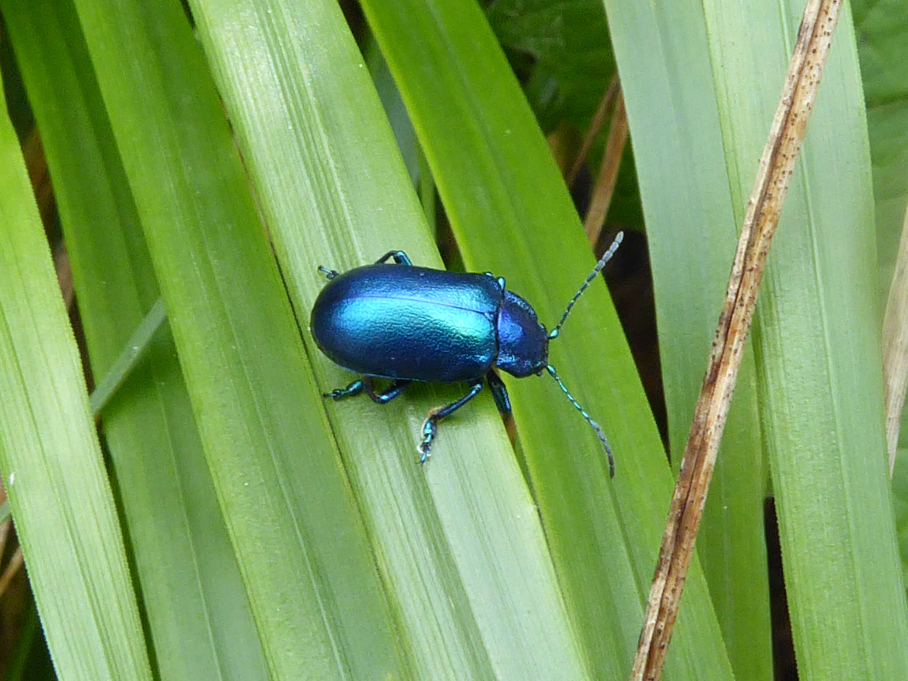 Image of Oreina cacaliae