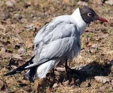 Image of Black-headed Gull