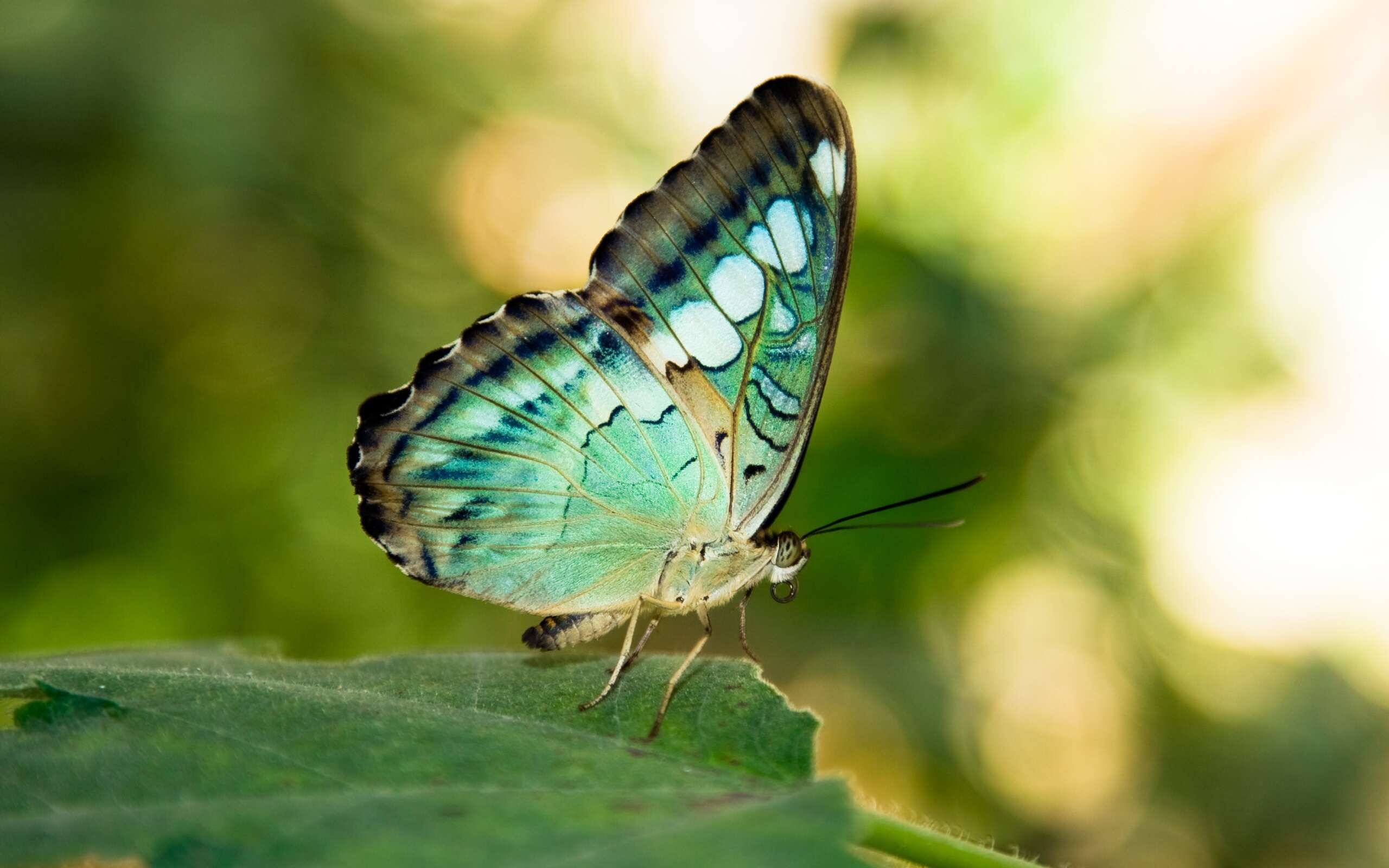 Imagem de Parthenos sylvia