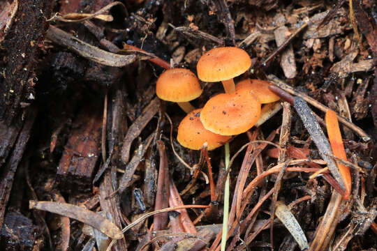 Image of Mycena leaiana (Berk.) Sacc. 1891