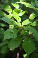 Helwingia japonica (Thunb. ex Murray) F. G. Dietrich resmi