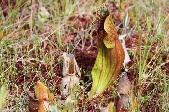 Image of purple pitcherplant