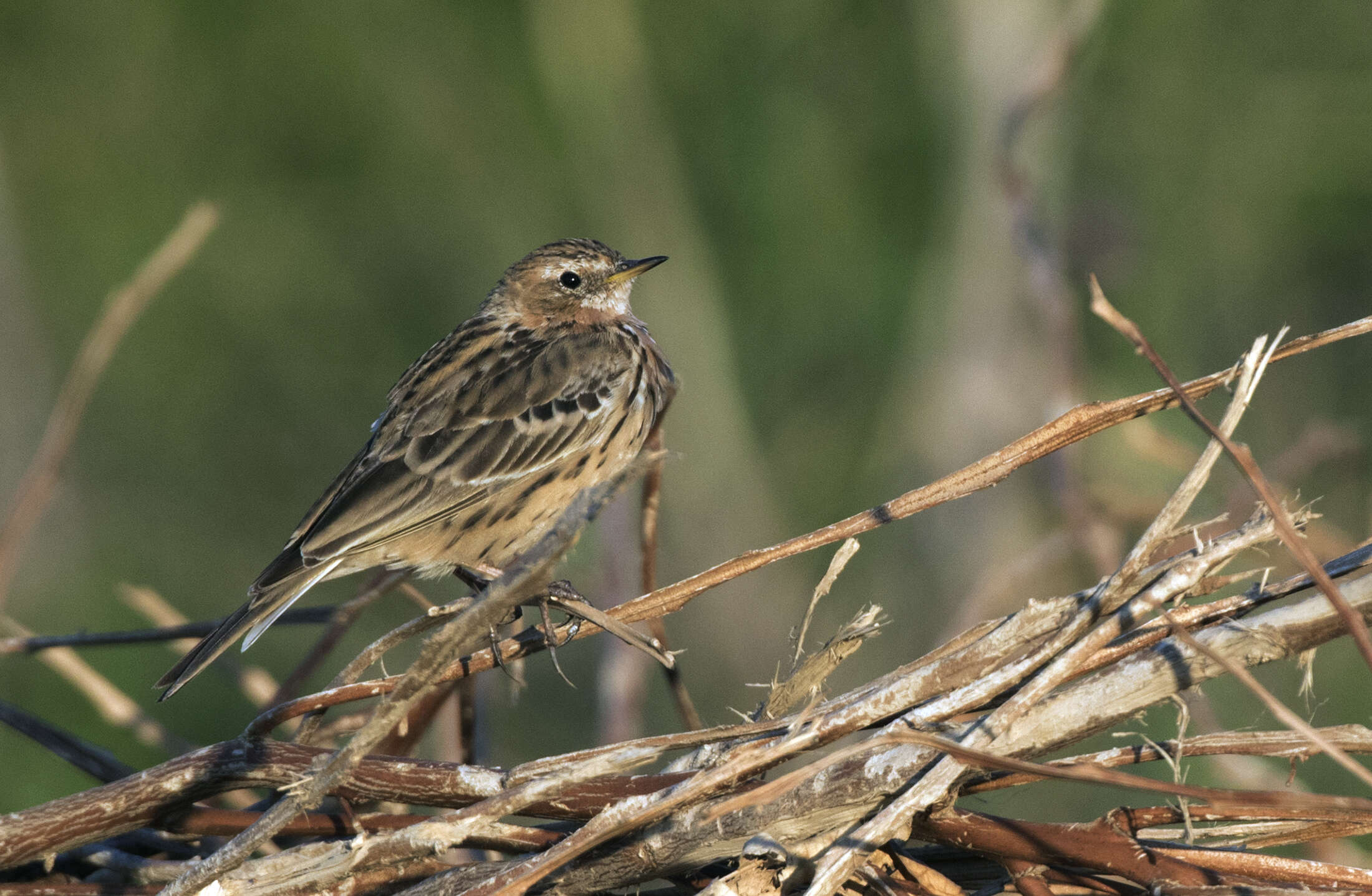 Image of Red-throated Pipit