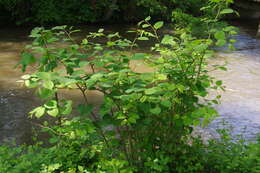 Image of Japanese Knotweed