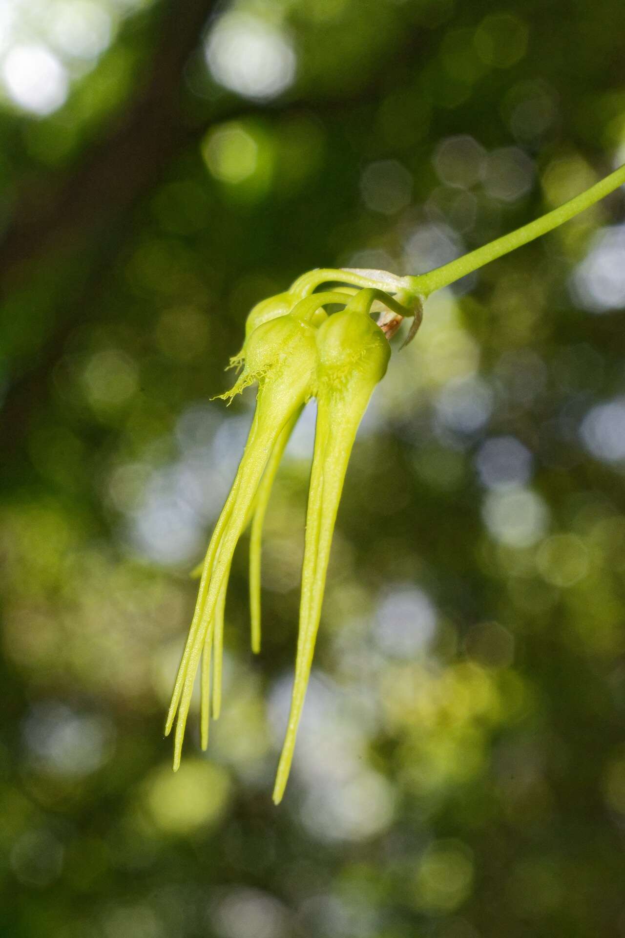 Image of Bulbophyllum flaviflorum (Tang, S. Liu & H. Y. Su) Seidenf.