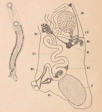 Image of Diplostomida